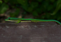 Phelsuma lineata