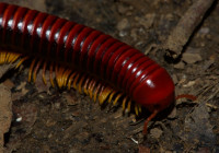 Nice millipede