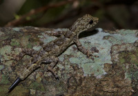 Hemidactylus platycephalus