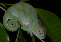 Calumma parsonii
