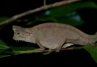 Brookesia superciliaris