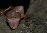 Uroplatus phantasticus