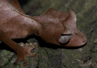 Uroplatus phantasticus