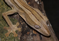 Uroplatus lineatus