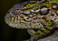 Furcifer lateralis