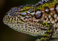 Furcifer lateralis